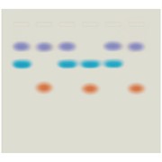 Whose DNA Was Left Behind?